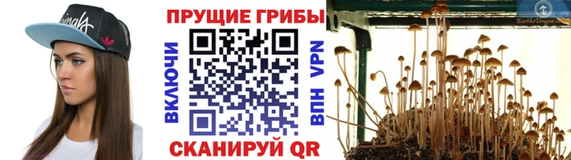 Галлюциногенные грибы мицелий  Чехов 